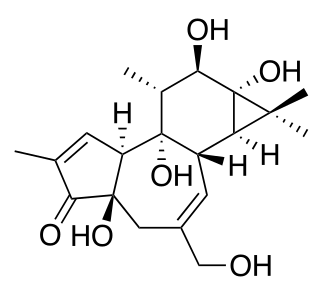 <span class="mw-page-title-main">Phorbol</span> Chemical compound