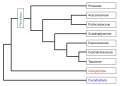 Image 24Phylogeny of the Pinophyta based on cladistic analysis of molecular data. (from Conifer)