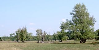 <i>Populus nigra</i> Species of plant