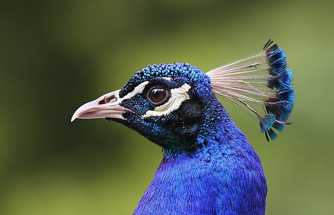 Head of Indian peafowl, Pavo cristatus