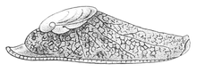 Lateral view with retracted tentacles. Schizoglossa novoseelandica 3.png