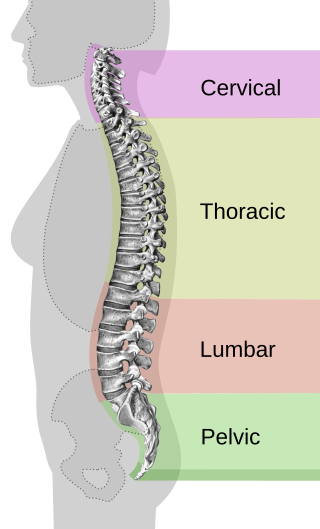 <span class="mw-page-title-main">Back pain</span> Area of body discomfort