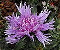 Stokesia laevis