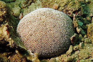 <i>Toxopneustes pileolus</i> Species of sea urchin