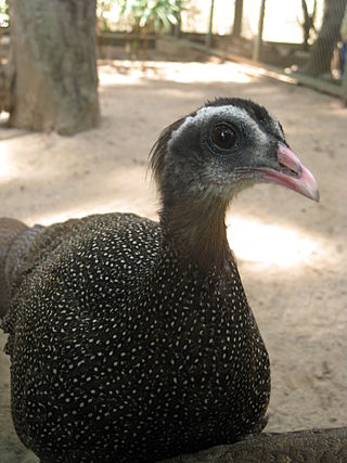 <span class="mw-page-title-main">Vietnamese crested argus</span> Species of bird