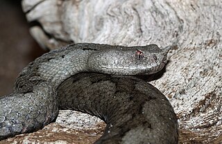 <i>Vipera ammodytes</i> Species of snake