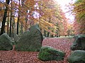 Visbeker Bräutigam in der Ahlhorner Heide