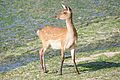 * Nomination Sika deer on the coast of Miyajima island in Japan -- Jakubhal 16:47, 31 August 2011 (UTC) * Decline Too soft, some parts overexposed, not sharp enough IMO.--Jebulon 14:52, 8 September 2011 (UTC)