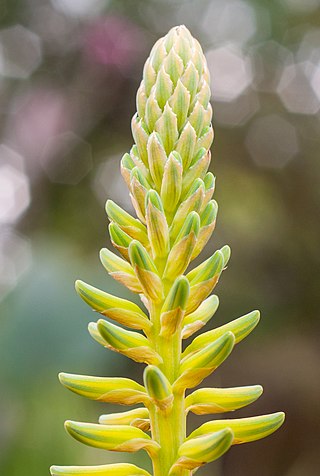 <span class="mw-page-title-main">Maguey flower</span>