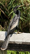 Anhinga anhinga leucogaster