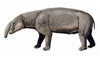 <span class="mw-page-title-main">Astrapotheriidae</span> Extinct family of mammals