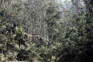 <span class="mw-page-title-main">Flora of Australia</span> Plant species of Australia