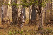 88 votes in Final; Chital (Axis axis) stag attempting to browse on a misty morning in Nagarhole National Park. +/− Credit:Yathin S Krishnappa (License: CC BY-SA 3.0)