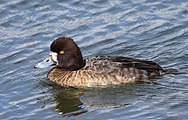 Greater Scaup