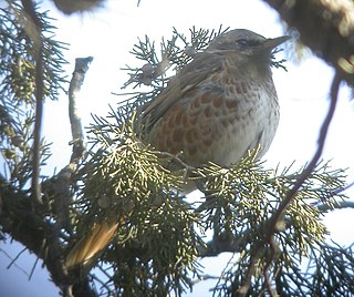 <span class="mw-page-title-main">Naumann's thrush</span> Species of bird