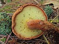 Gewöhnlicher Nadel-Holzröhrling Buchwaldoboletus lignicola