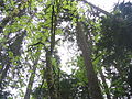 Forest, Capilano River Regional Park, BC; with Pseudotsuga menziesii