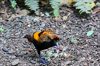 <span class="mw-page-title-main">Magnificent bird-of-paradise</span> Species of bird