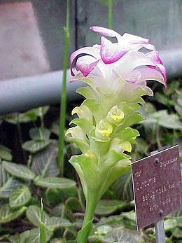 Melsvoji ciberžolė (Curcuma aeruginosa)