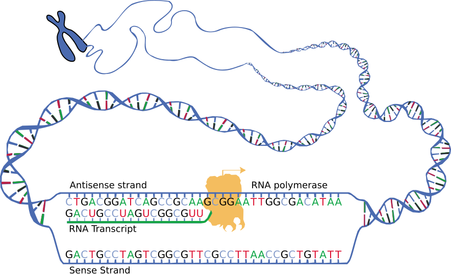 DNA transcription