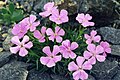 Dianthus glacialis