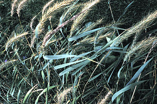 <i>Elymus</i> (plant) Genus of grasses