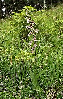 <i>Epipactis palustris</i> Species of orchid