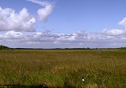Cảnh quang chính của Everglades là đồng cỏ Cladium.