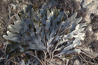 <i>Fucus distichus</i> Species of alga