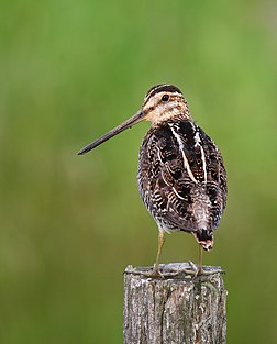 Bécassine de Wilson (Gallinago delicata) au refuge d'oiseaux de Nicolet (Québec). (définition réelle 2 304 × 2 865)