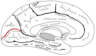 <span class="mw-page-title-main">Calcarine sulcus</span> Anatomical landmark in the brain of humans and other primates