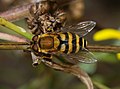 * Nomination Syrphus ribesii, female -- Alvesgaspar 16:40, 10 September 2011 (UTC) * Promotion QI for me--Holleday 20:29, 10 September 2011 (UTC)