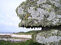 Image 1 Lichen covered rocks (from Marine fungi)