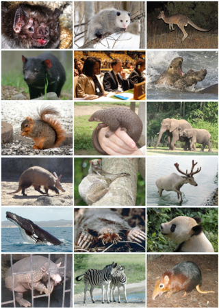 <span class="mw-page-title-main">Theria</span> Subclass of mammals in the clade Theriiformes