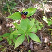 M. virginiana, plod