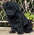 Miniature Poodle pup