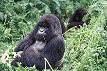 Mountain gorilla.