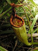 Nepenthes gantungensis