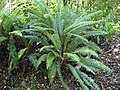 Blechnum discolor