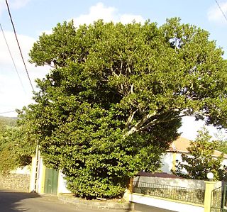 <i>Ocotea</i> Genus of trees