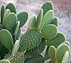 Opuntia microdasys 3.jpg