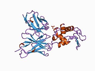 <span class="mw-page-title-main">Immunoglobulin superfamily</span> Large protein superfamily of cell surface and soluble proteins