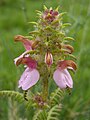 Pedicularis superba