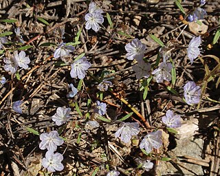 <i>Phacelia pringlei</i> species of plant