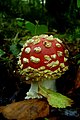 Rebentabois (Amanita muscaria)