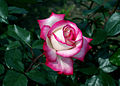 * Nomination Rose Hybrid Tea 'Maxim' --Laitche 13:04, 18 May 2013 (UTC) * Promotion Good quality. --Iifar 14:53, 18 May 2013 (UTC)