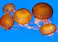 Goppel Nældecelledyr/Polypdyr (Cnidaria)