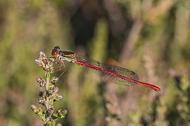 Small red damselfly (Ceriagrion tenellum) male Crockford Stream