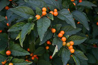 <i>Solanum pseudocapsicum</i> Species of plant