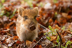 65 Sus scrofa piglet uploaded by Steven Walling, nominated by Steven Walling Vote for this image